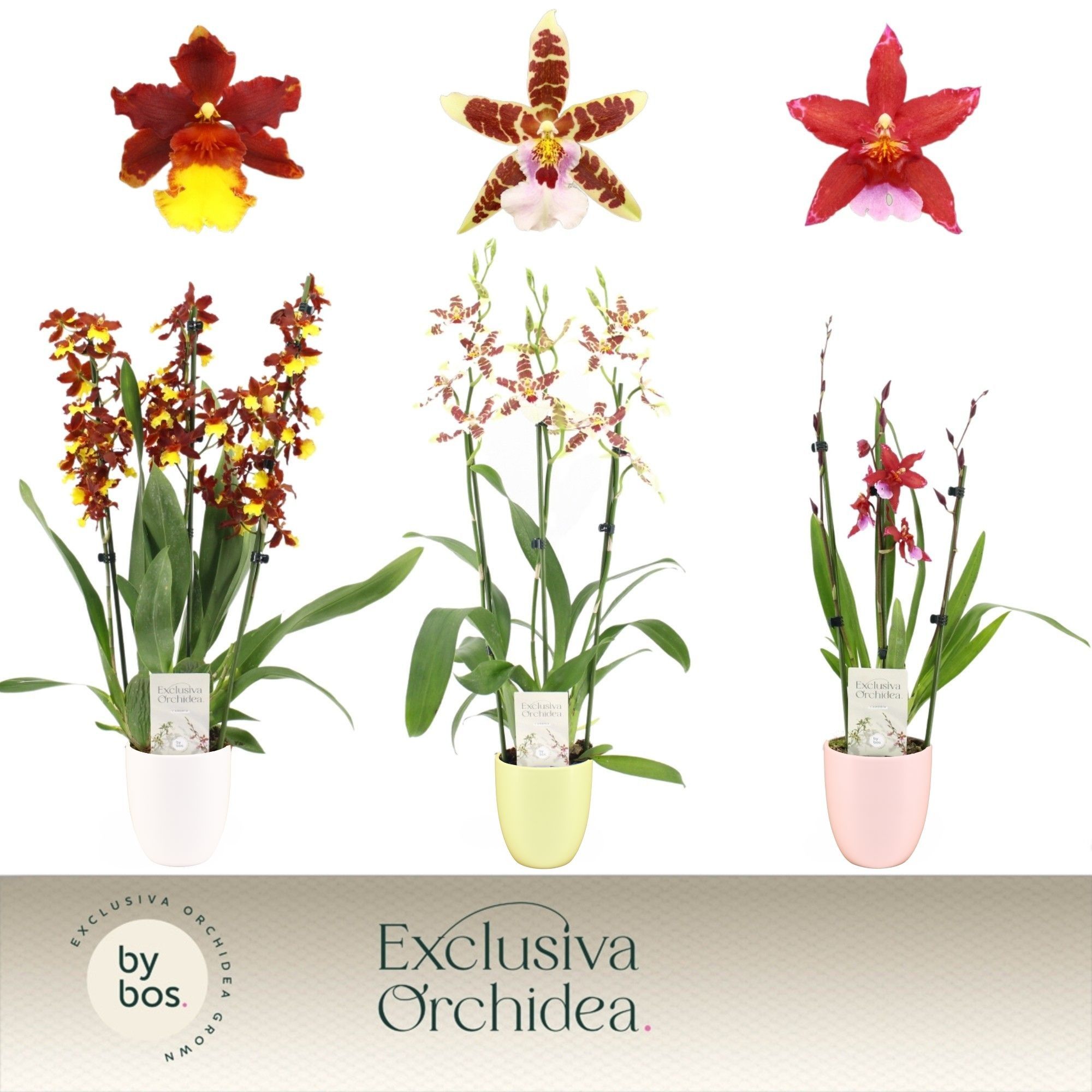 Cambria, Mix 3-spike in Lotte Mix 'Exclusiva Orchidea', D 12