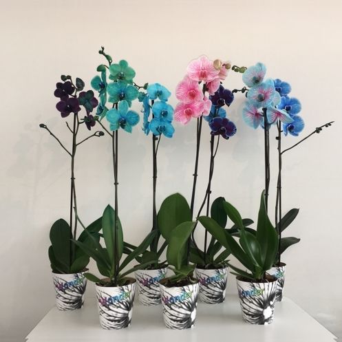 Magic / Wonder Mix 1 tak, D 12