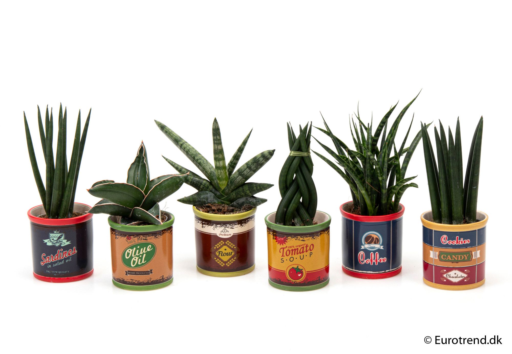 Sansevieria mix in ceramic - New Look 2025, D 6