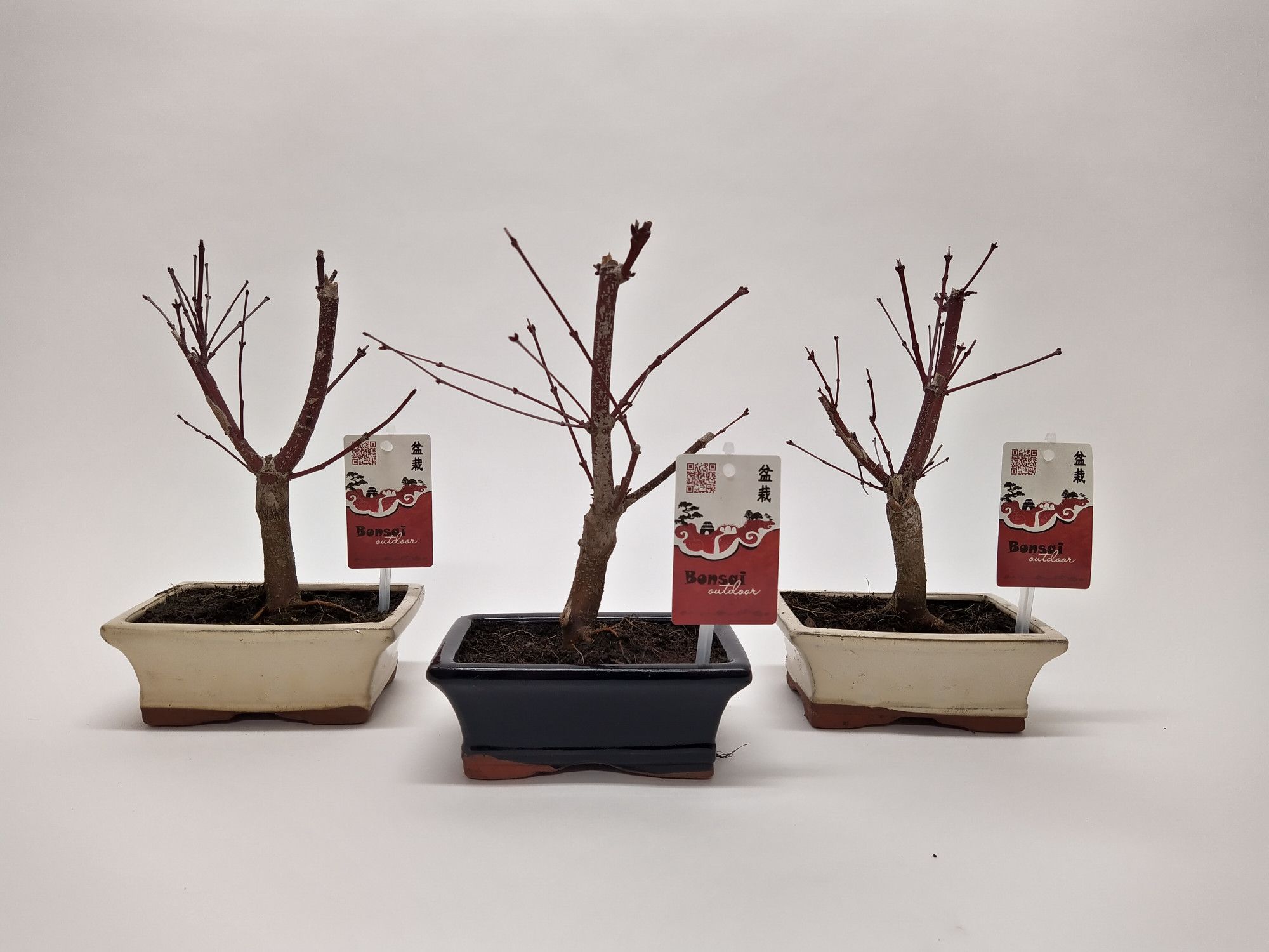 Acer Bonsai Mix 15 cm, D 15