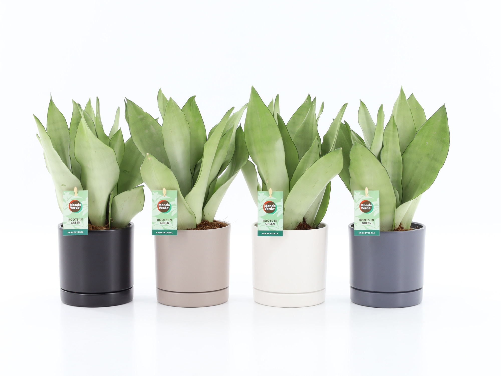 Sanseviera Moonshine in Hainan 4 kleuren, D 13