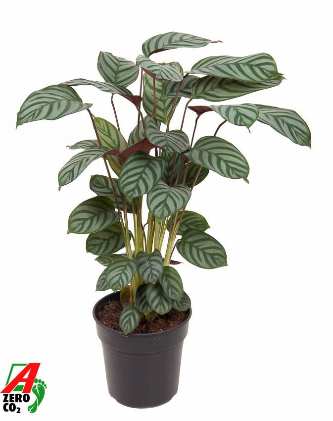 Calathea Green Flag, D 19