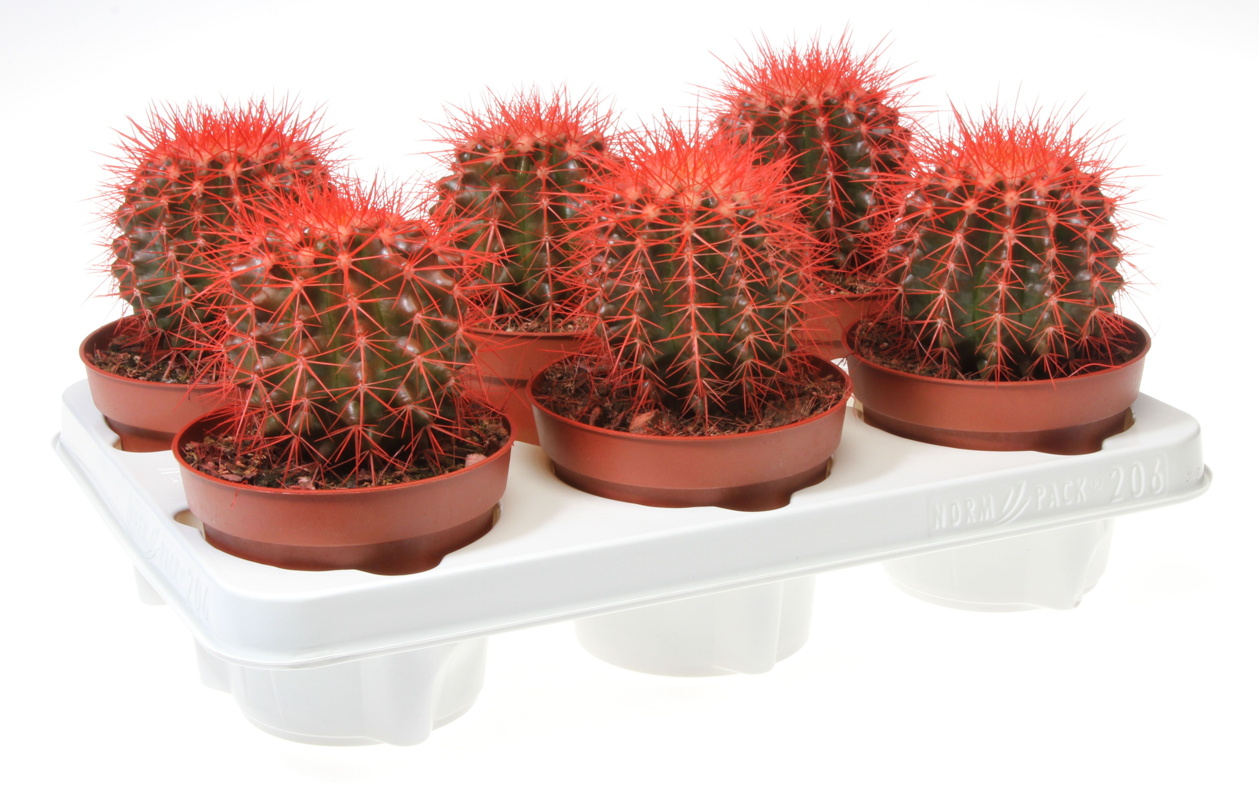 Grusonii rainbow rood, D 12