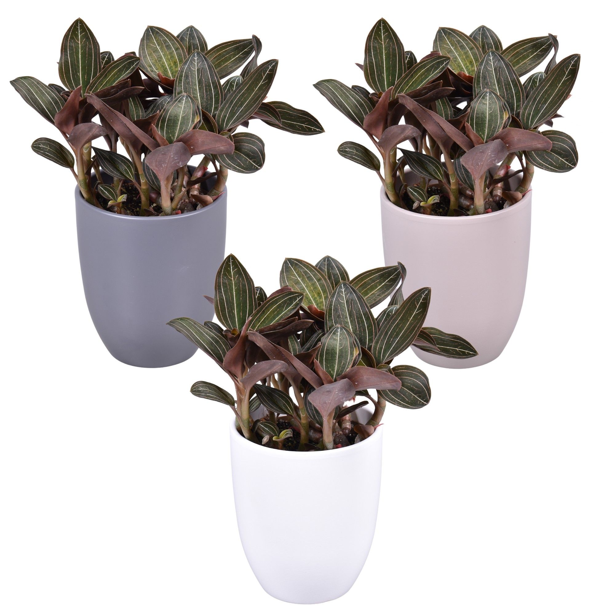 Ludisia Discolor L met wit, taupe en grijs keramiek, D 14