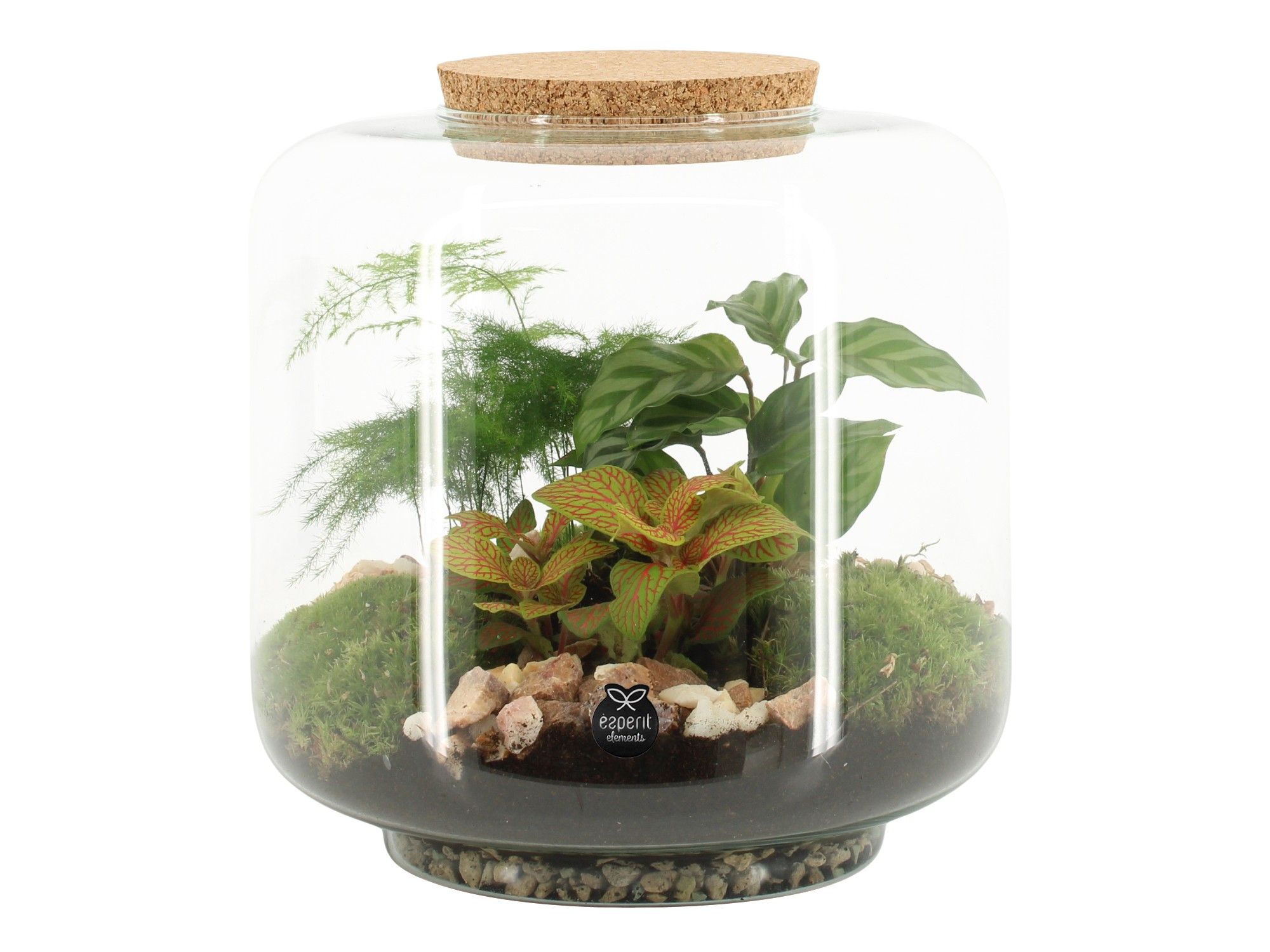 90615: Terrarium arrangement, D 24
