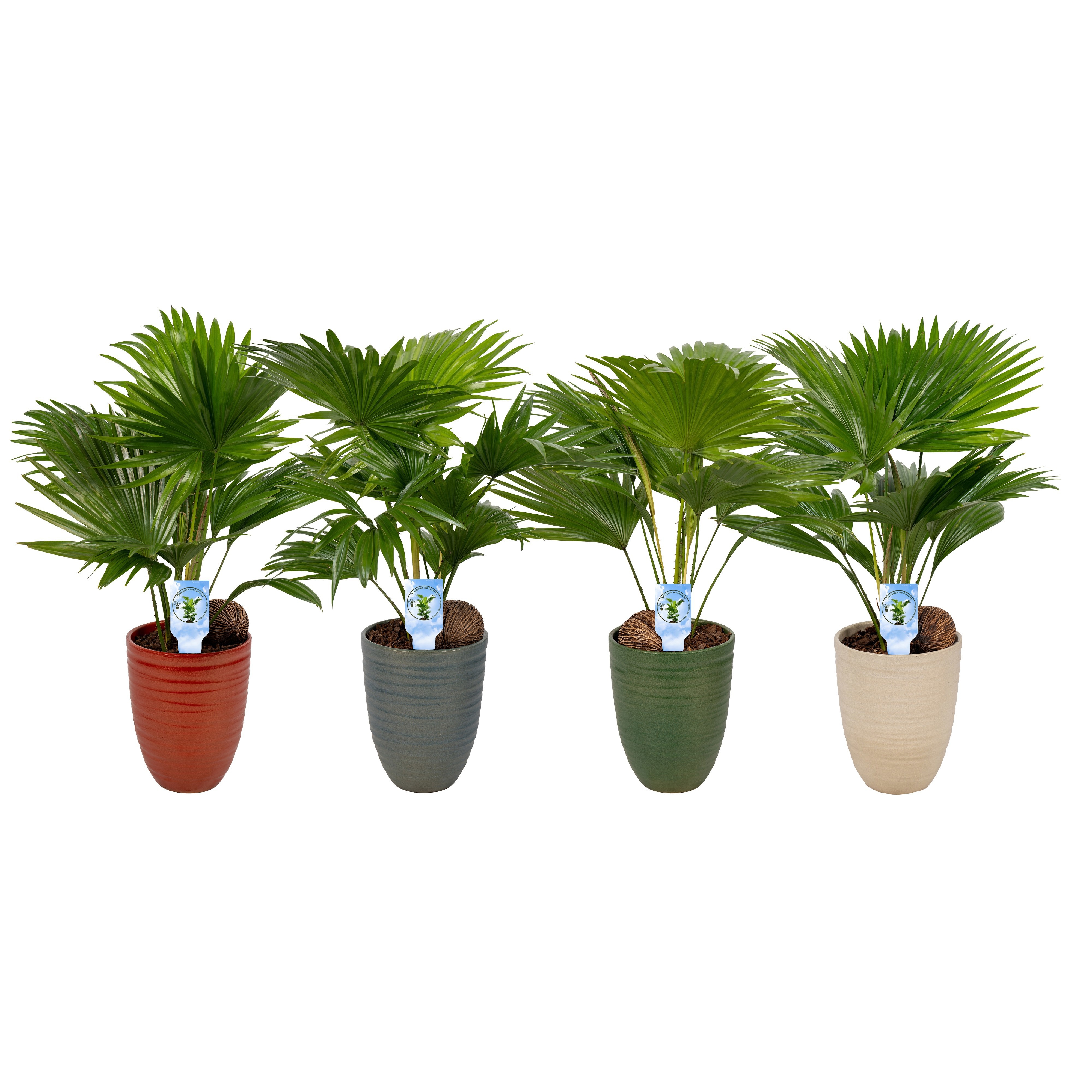 Livistona Nancy Pearl 830 Asp mix, D 14