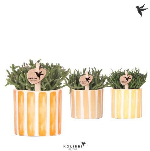 Kolibri Greens Rhipsalis mix in Painted Stripe pot yellow mix, D 6