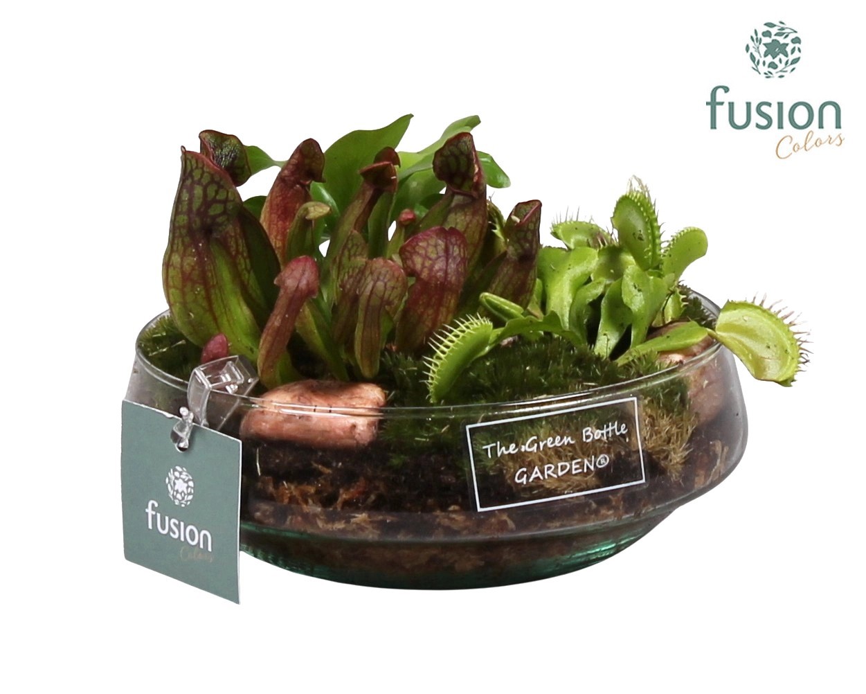 Green Bottle Iris Small met Vleeseters, D 15