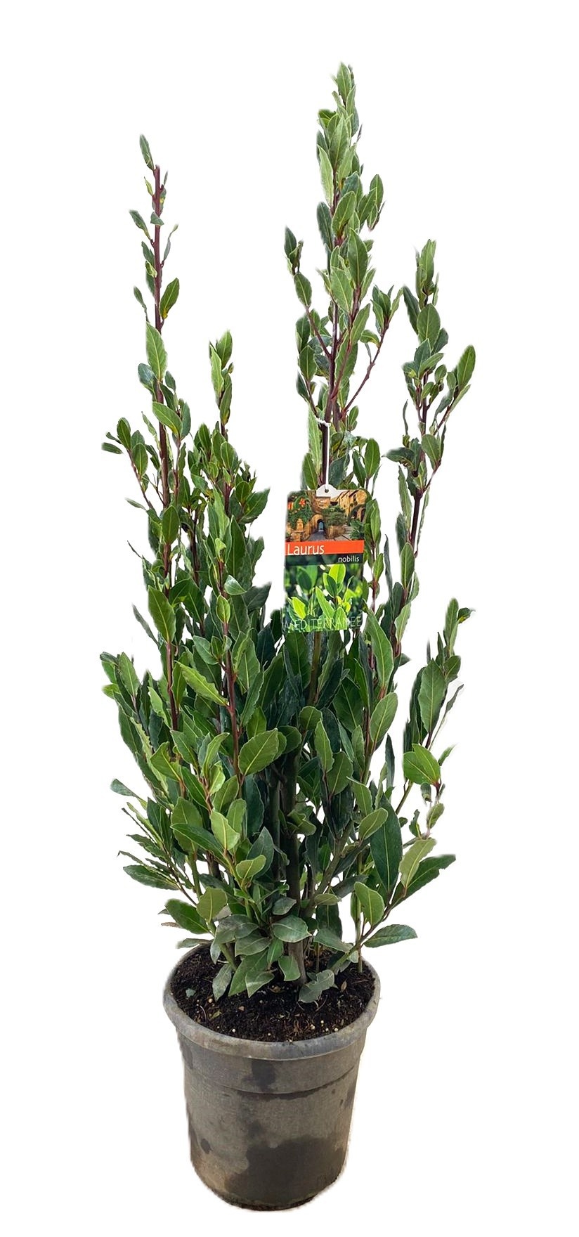 Laurus nobilis, D 27