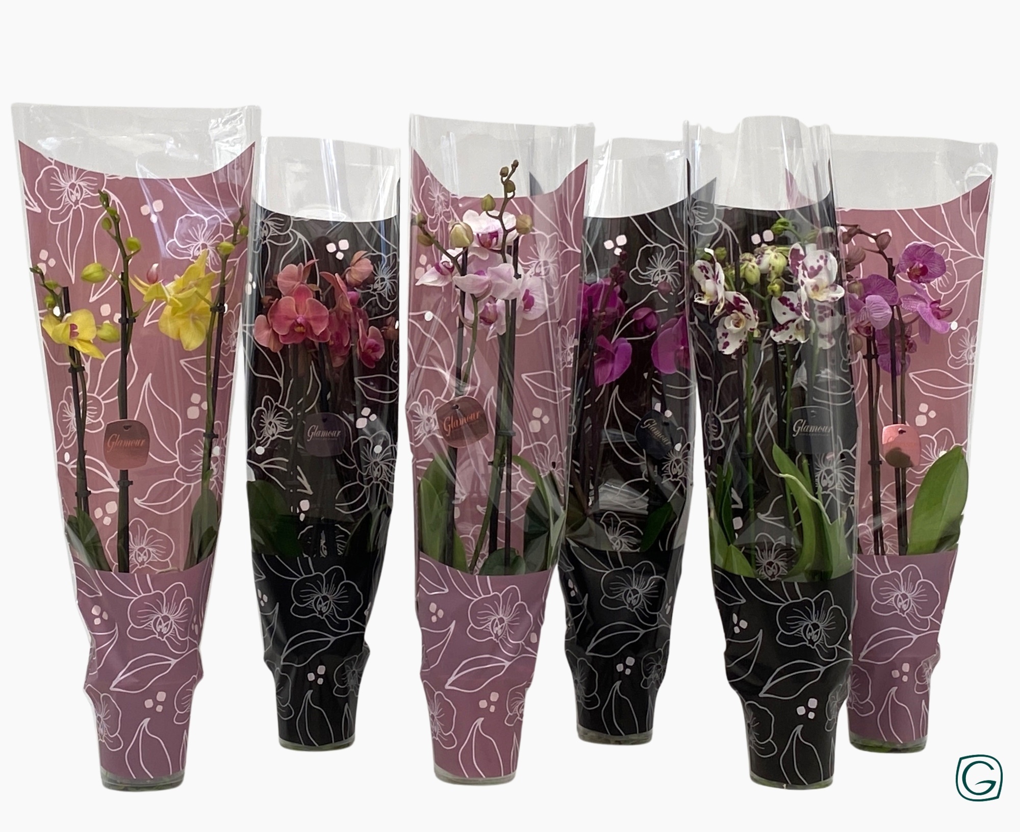 Phal. 3 tk mix 22+ Glamour mix, D 12