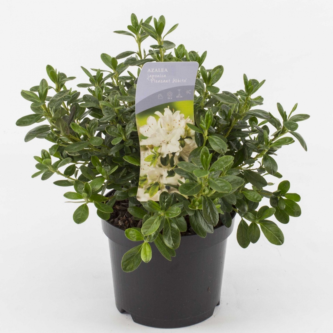 Rhododendron (AJ) 'Pleasant White', D 17