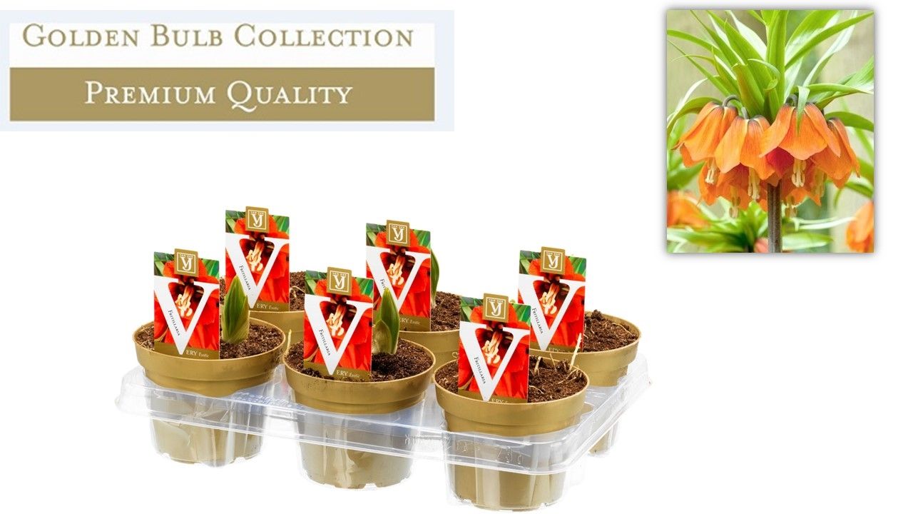 Fritillaria imp, D 13