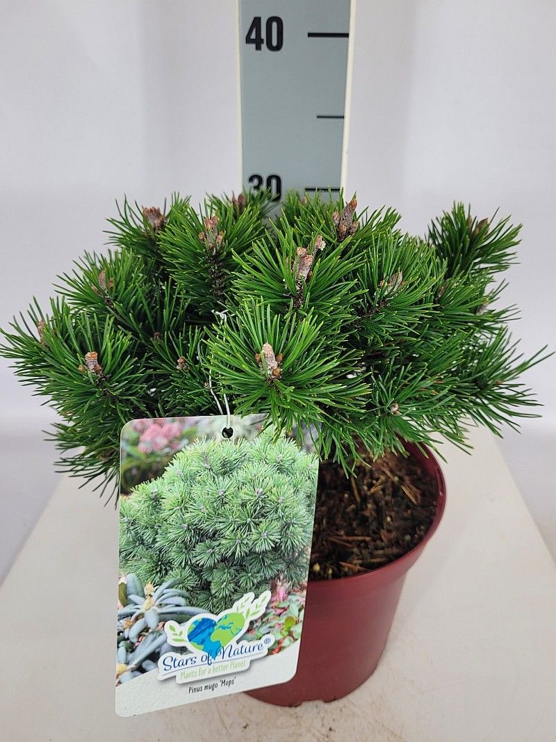 Pinus mugo Mops C3 20-25, D 19