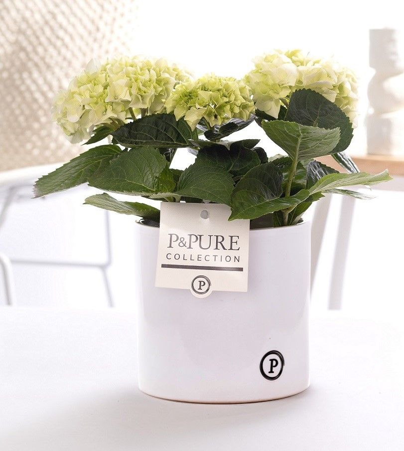 Hydrangea white in P&PURE Essential ceramics white, D 10