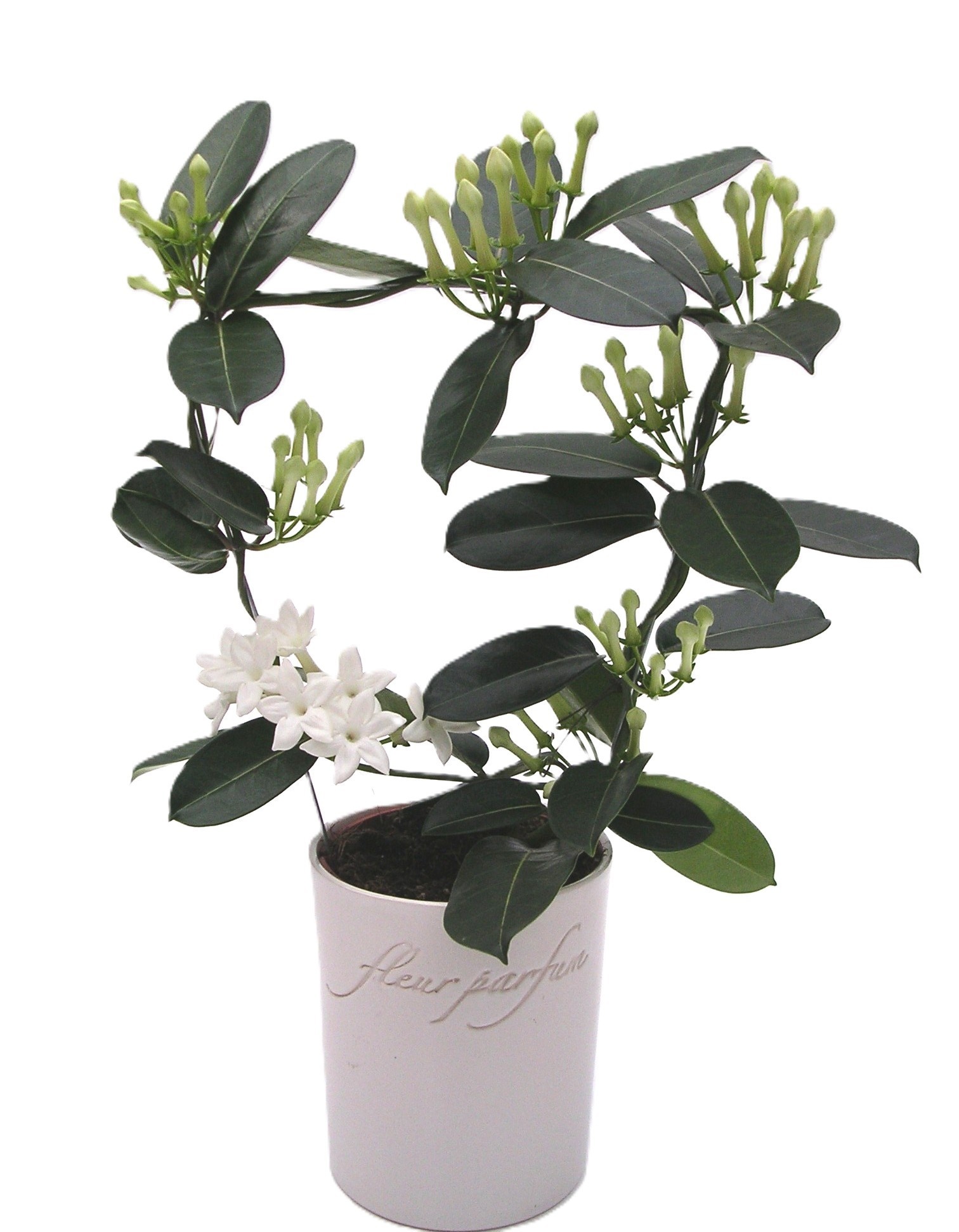 Stephanotis Fleur Parfum 6-9 in Ker. FP pot, D 12