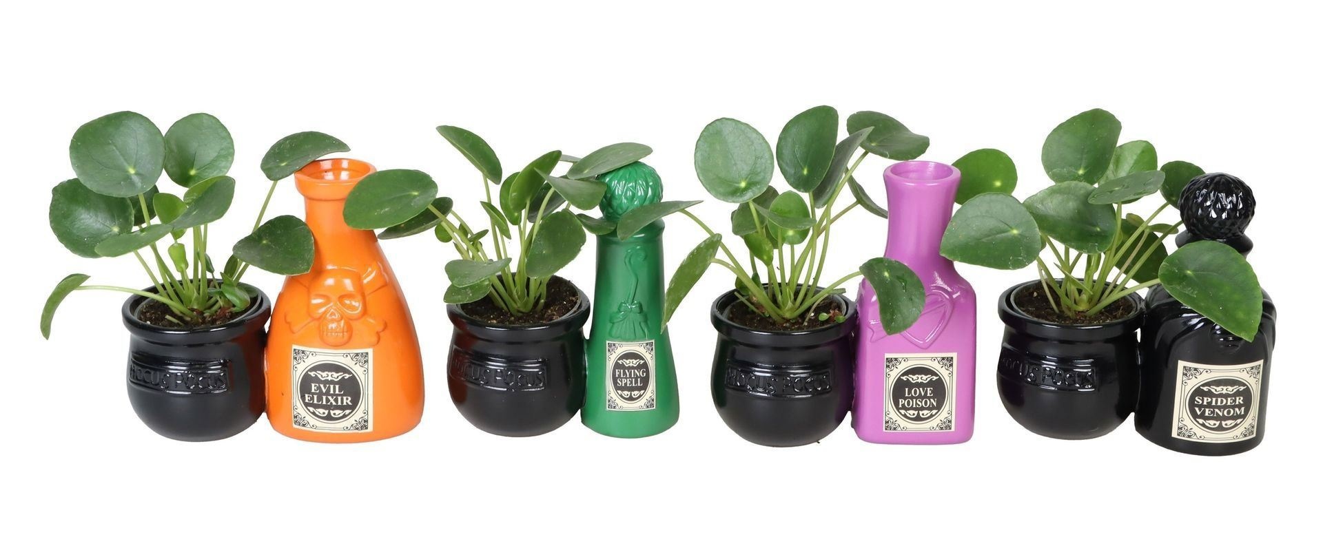 L 66540 With Pilea Peperomides 6 cm, D 6