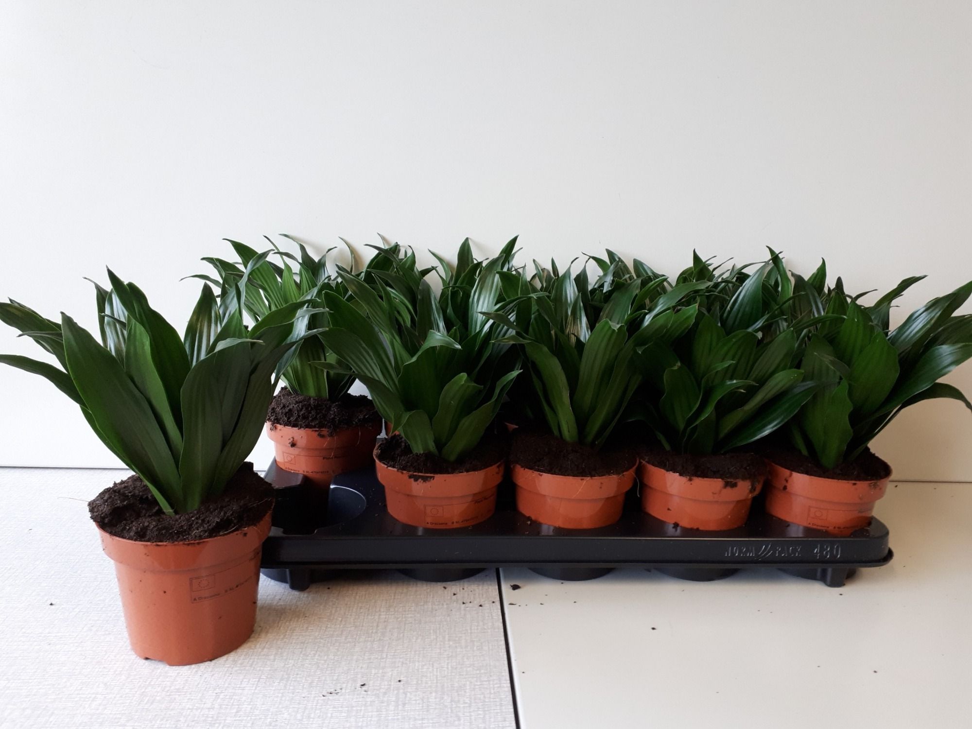 Dracaena fragrans (Compacta Grp) 'Compacta', D 12