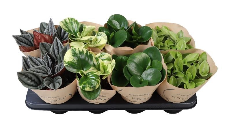 PEPEROMIA-HYBRID 664009 mix, D 12