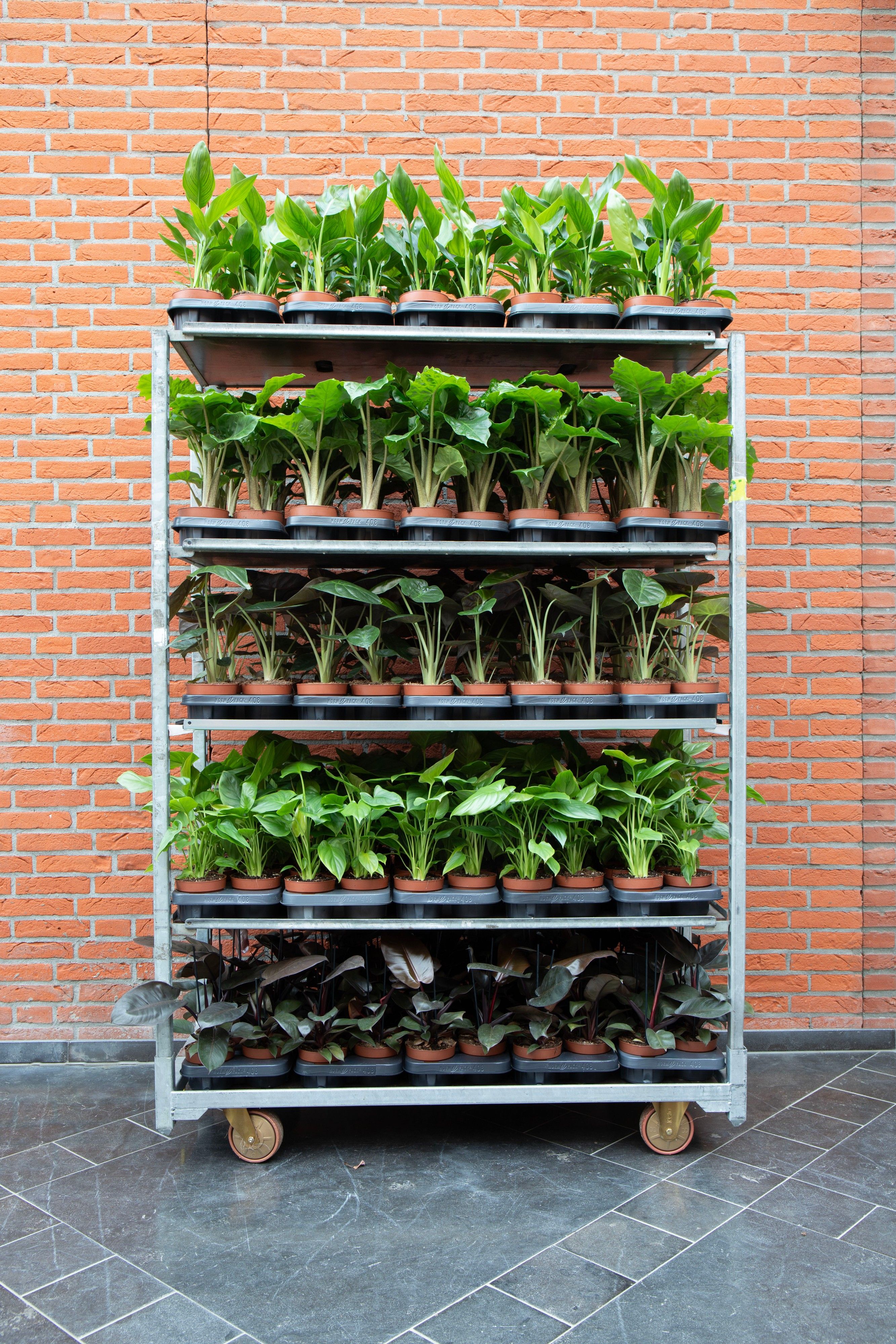 Luxe mix A - mailing week 8-10, D 12