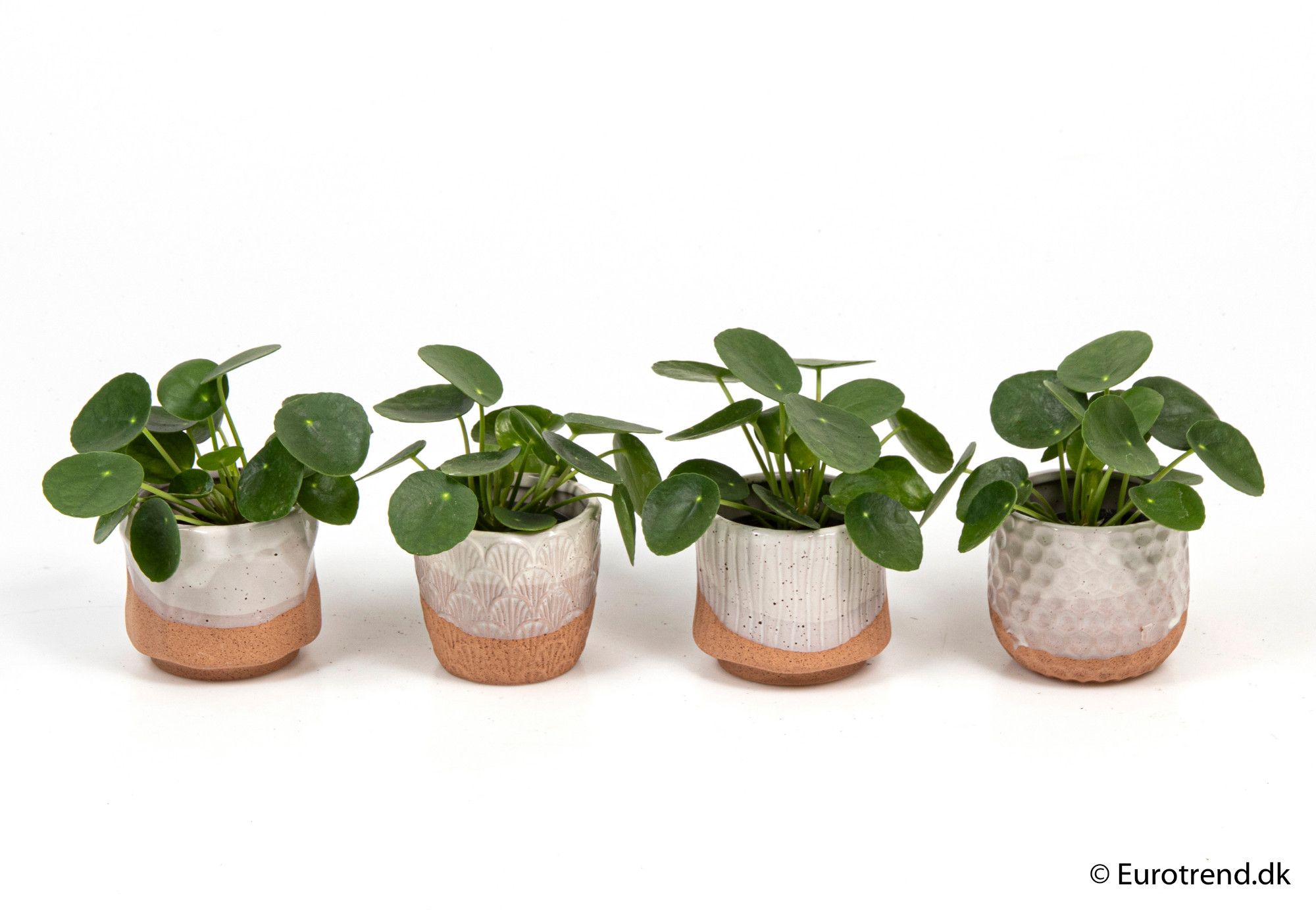Pilea Pepemioides in ceramic - New Look 2025, D 6