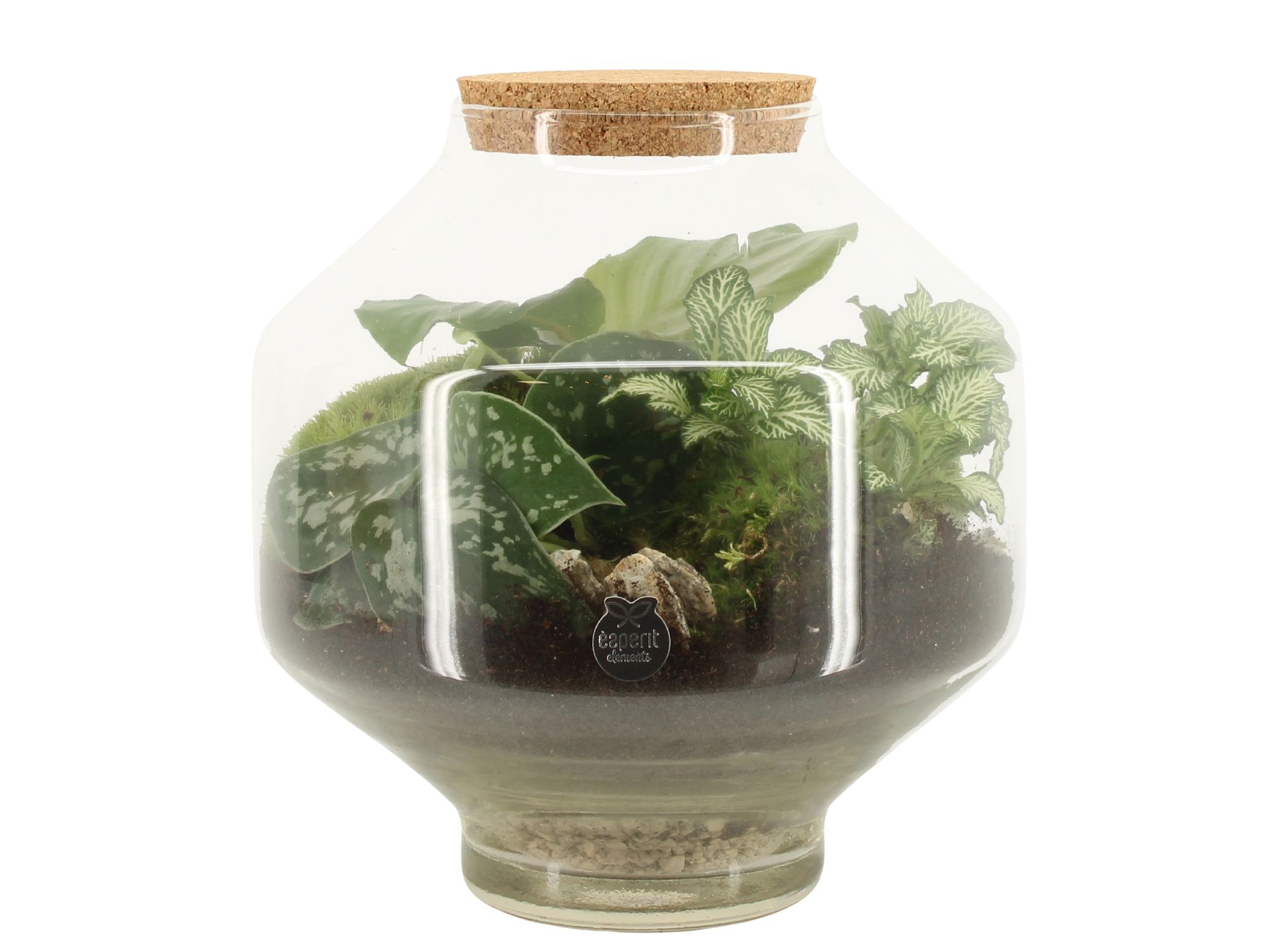 90717: Terrarium arrangement, D 22
