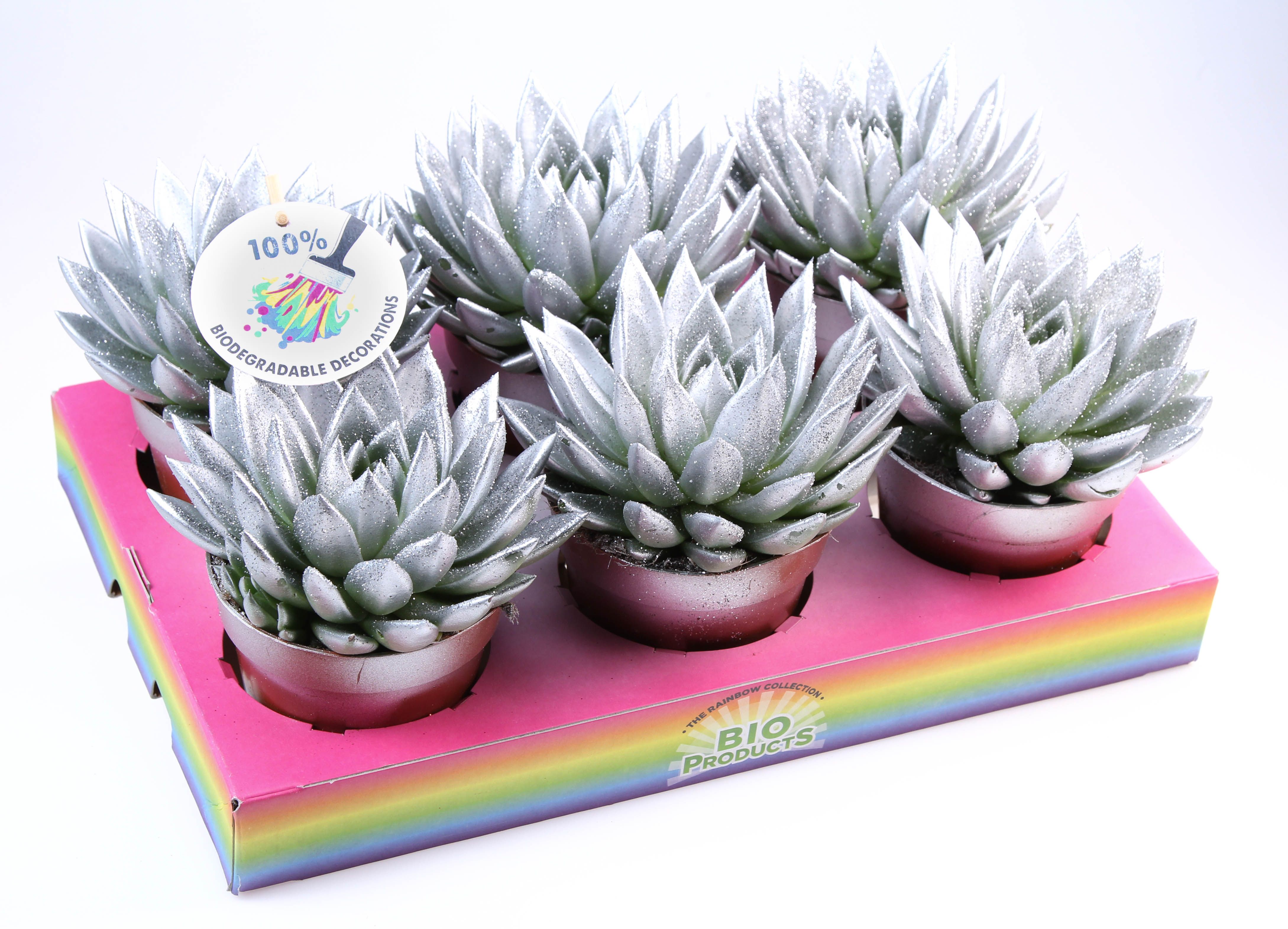 Bio miranda silver glitter, D 12