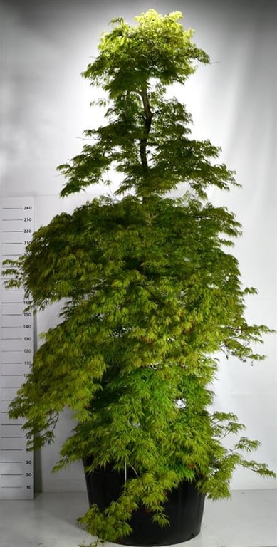 Acer pal. 'Dissectum', D 96