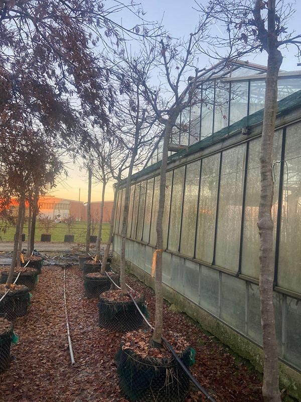 Acer pal. diss. 'Inaba-shidare', D 70