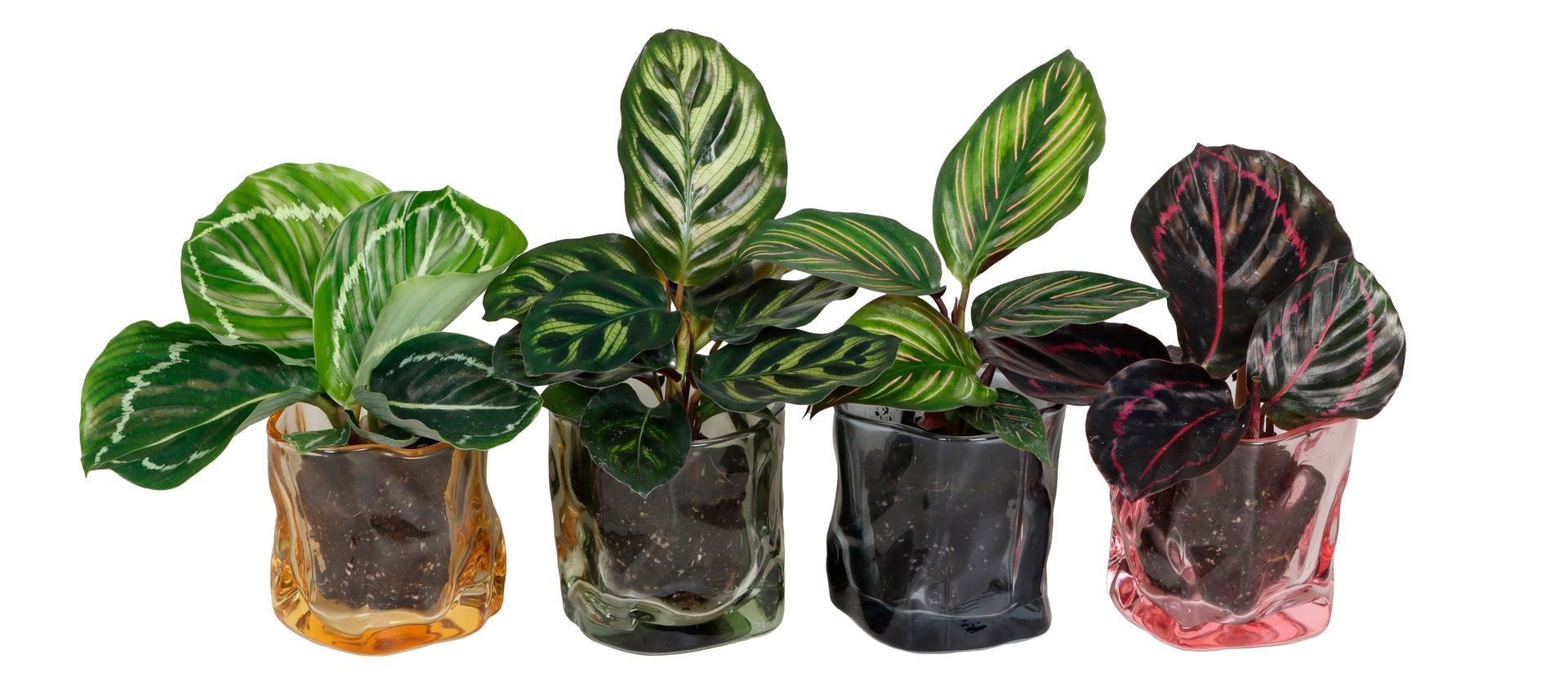 L 67401 with Calathea Mix 6 cm, D 6