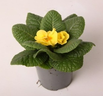 Primula ac. 'Cairo Cream Yellow', D 10,5
