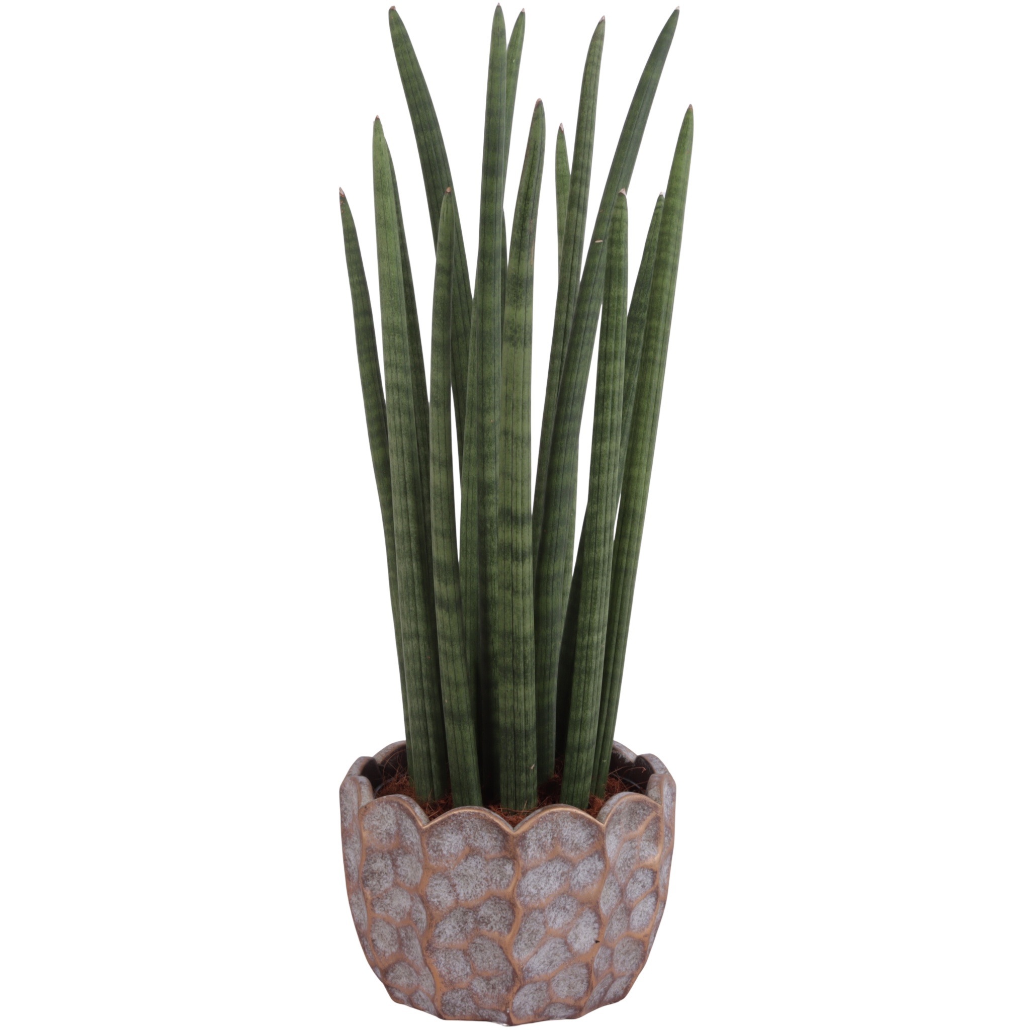 Sansevieria Cylin, Straight 14 Leaf Ø17cm in Ø21cm Ceramic PL670, D 21