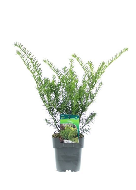 Taxus media 'Farmen', D 17