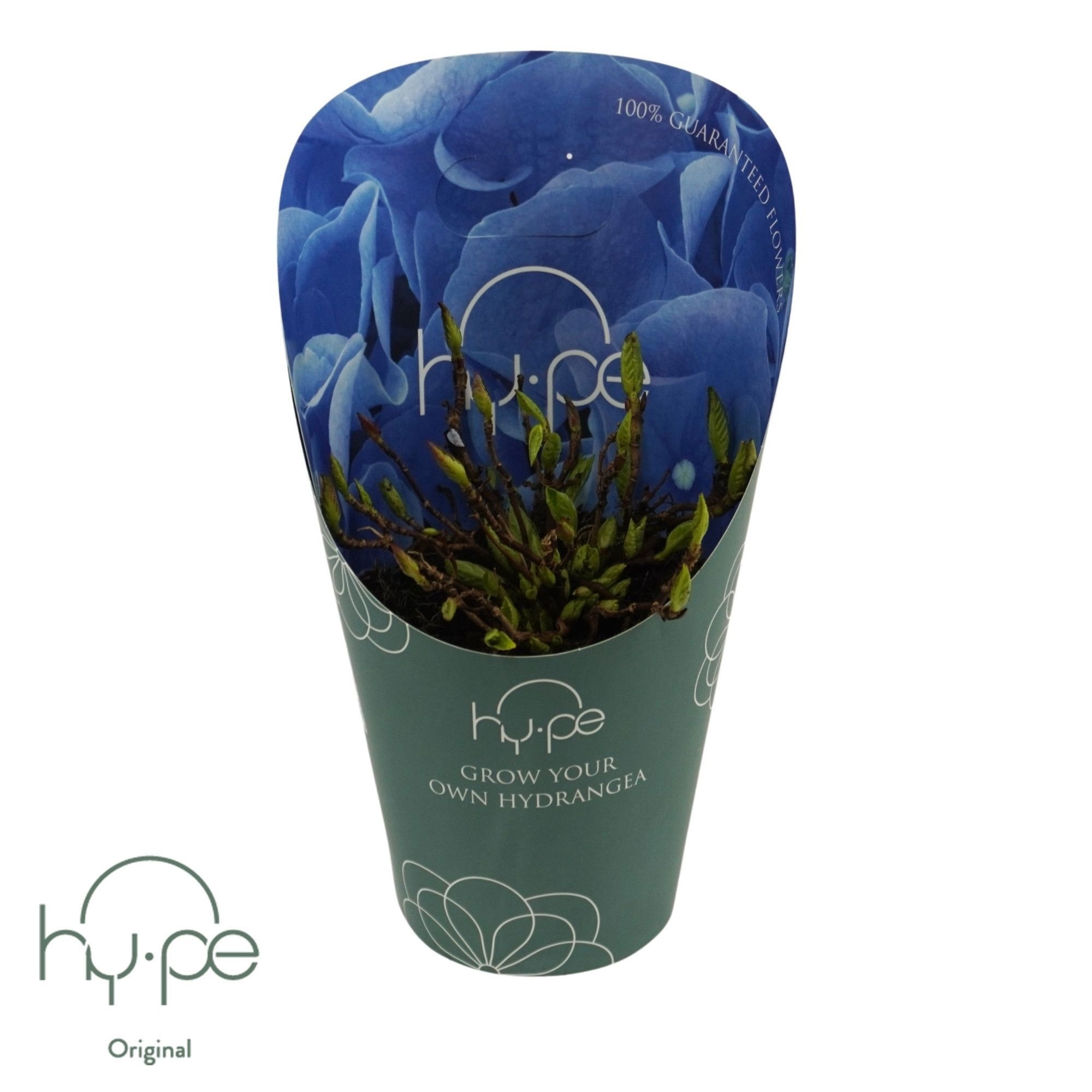 Grow Your Own Mophead Blue 7+ | Hy-pe Original, D 14