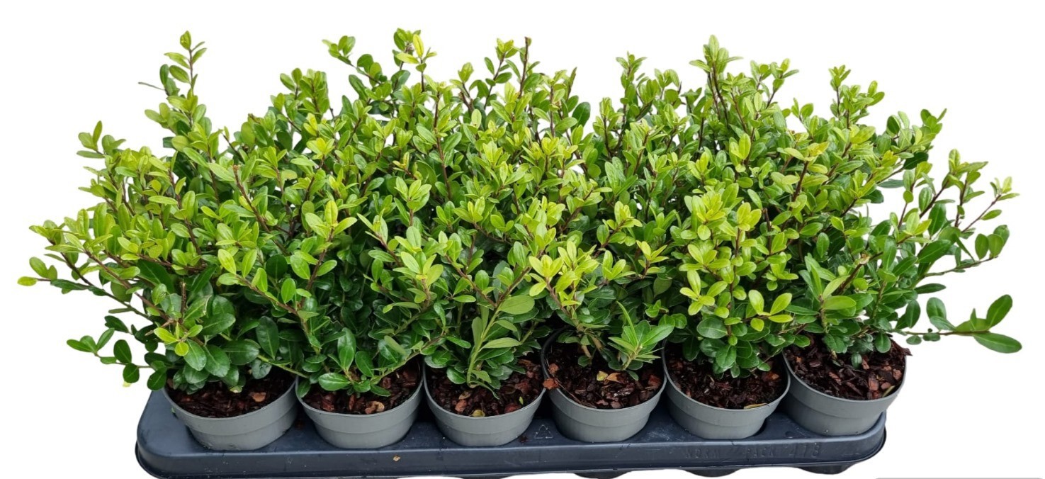Ilex cr. 'Caroline Upright', D 9,5