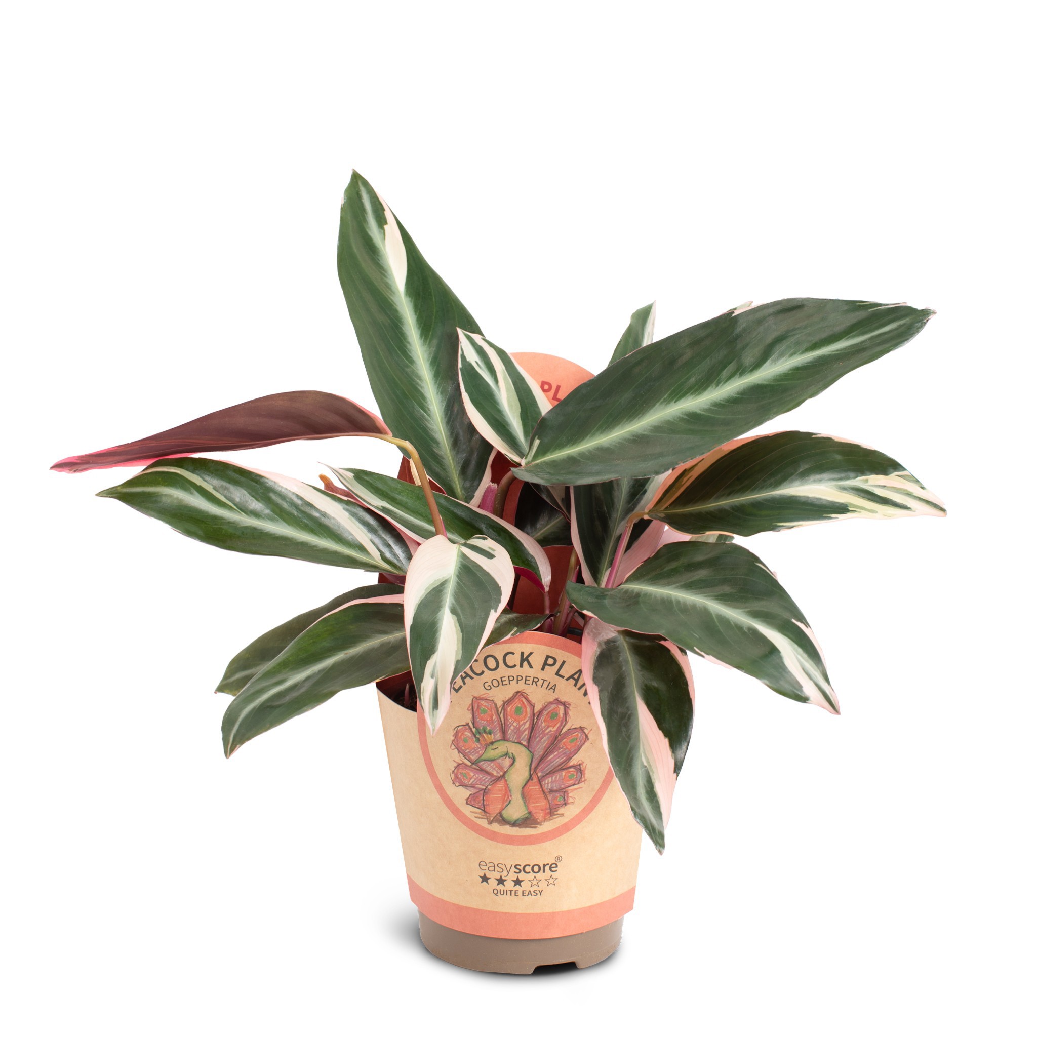 Calathea 'Magic Star', D 11