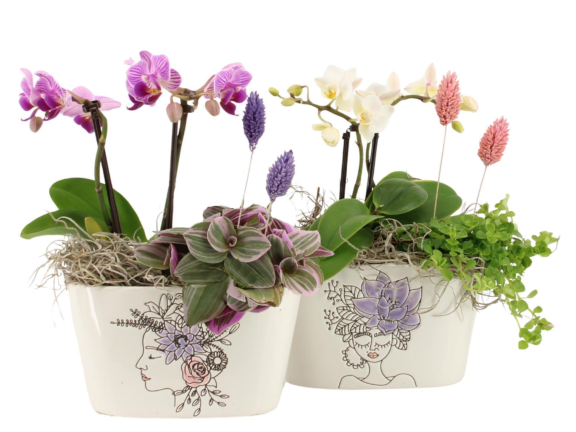 21705: Lovess arrangement, D 14