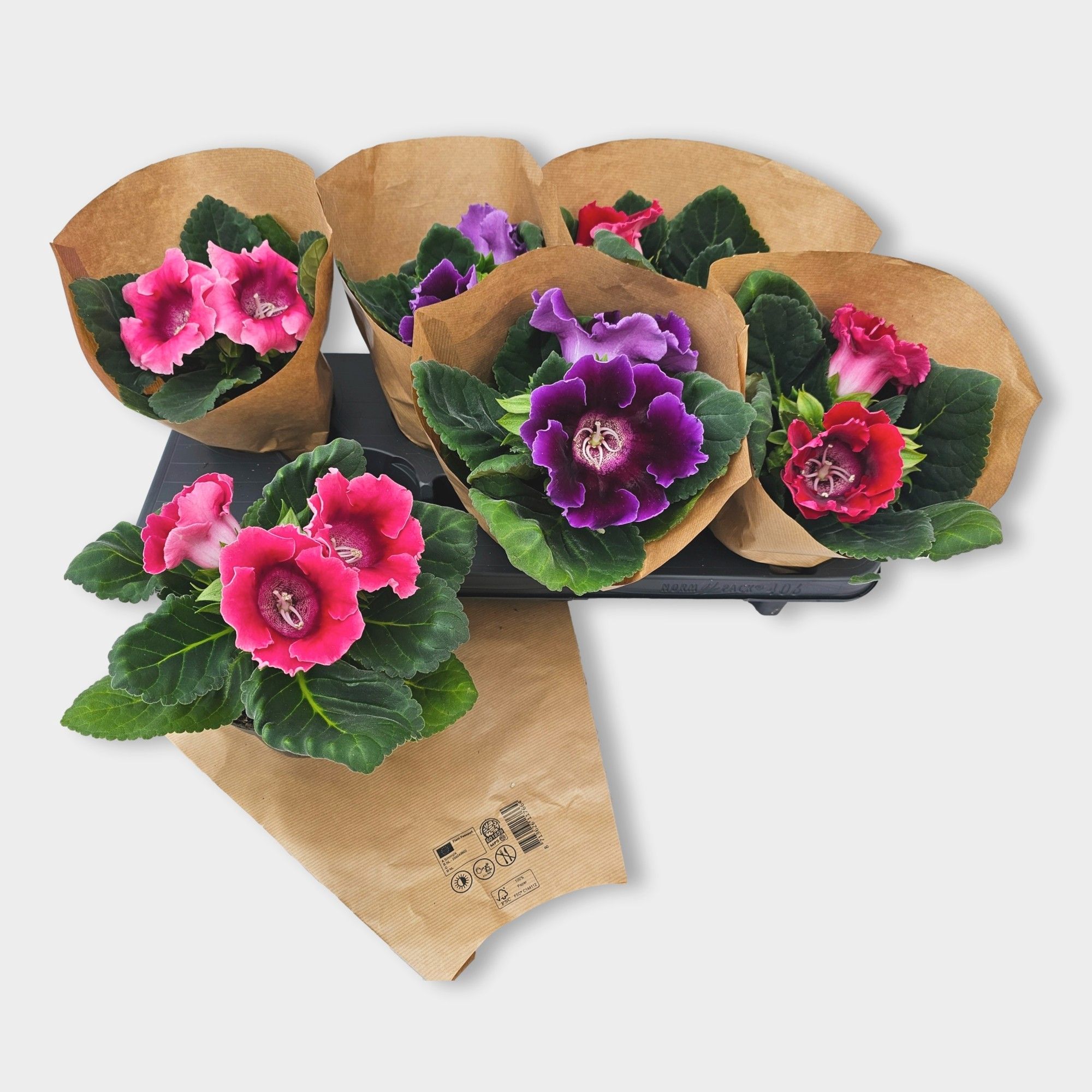 Gloxinia Avanti 3 kleur gemengd, D 12
