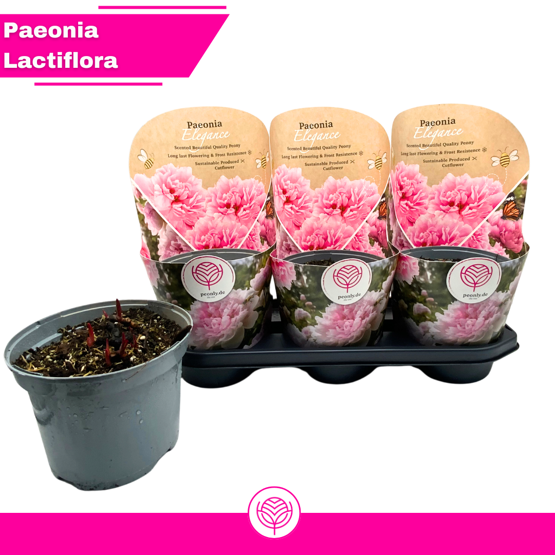 Paeonia lactiflora pink, D 19