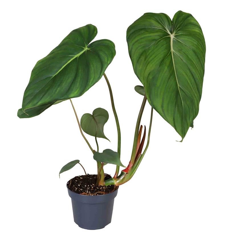 PHILODENDRON MCDOWELL, D 12