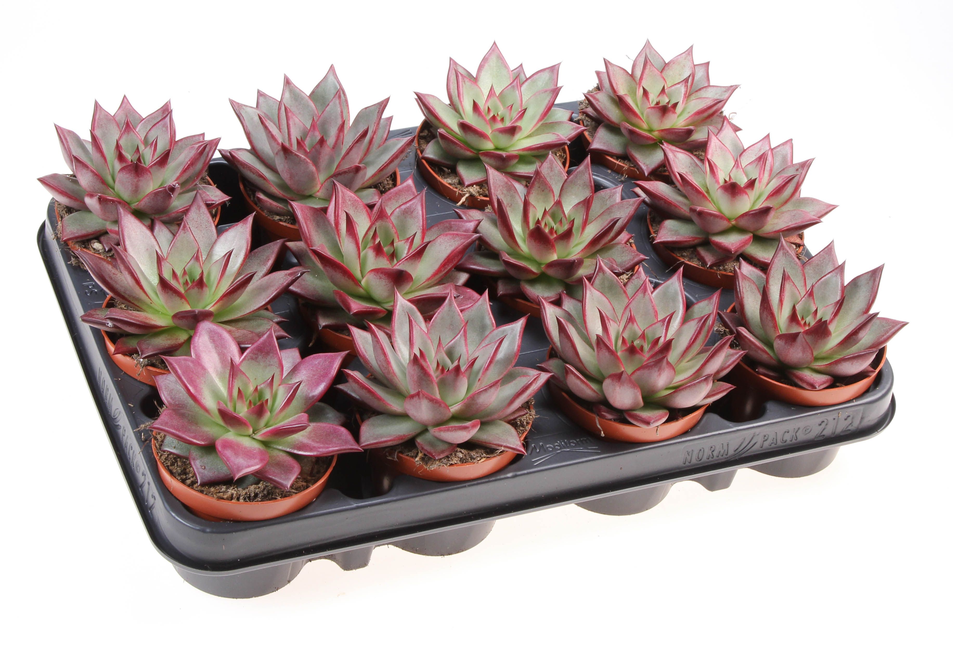 Echeveria red end, D 8,5