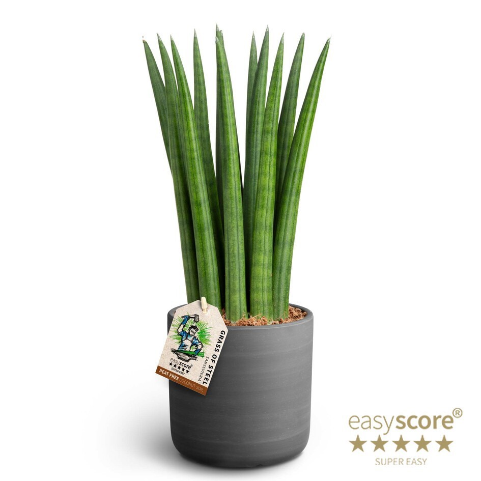 SANSEVIERIA CYLINDRICA 41131750 Raw Black Straight, D 11
