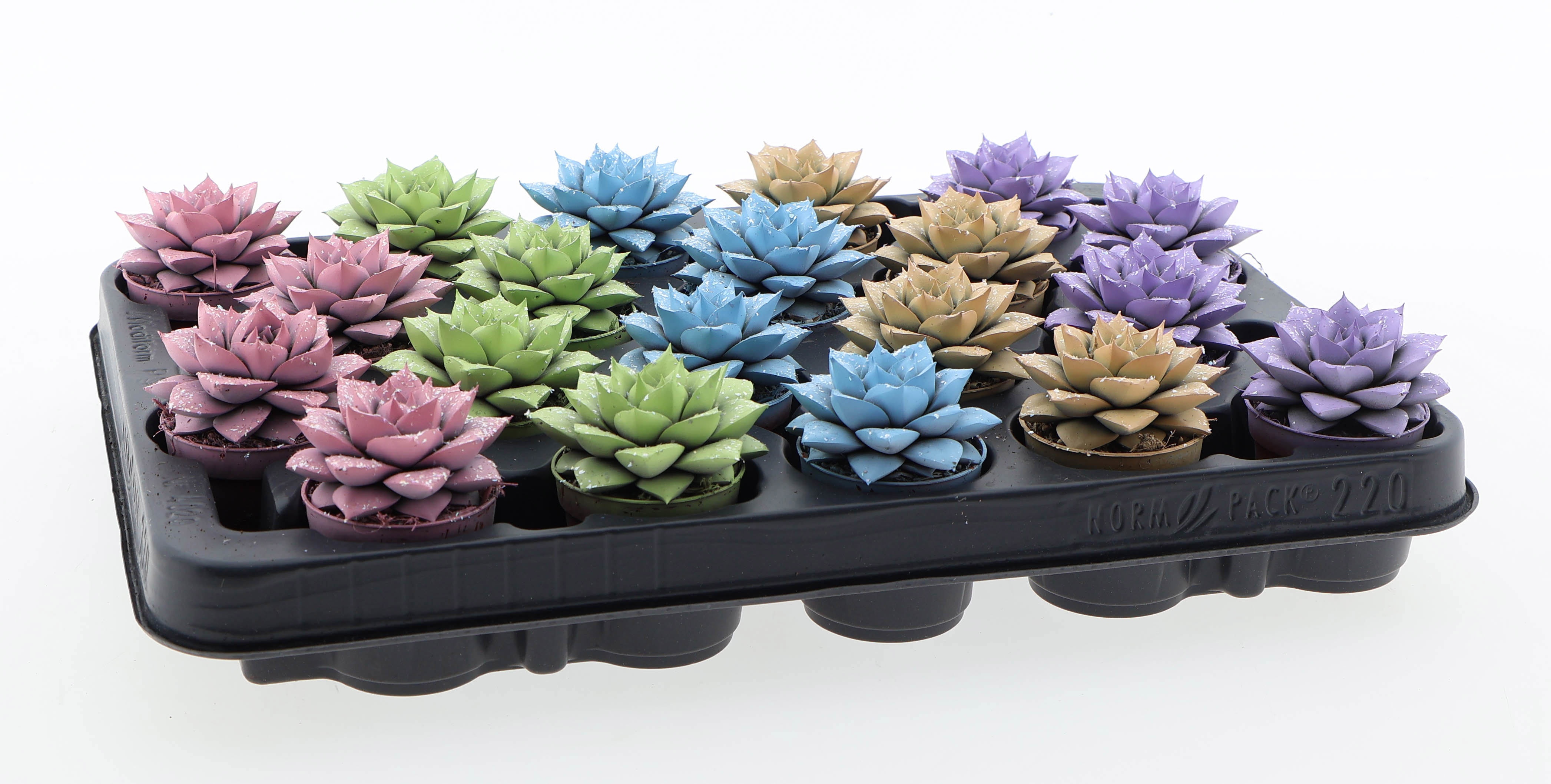 Purper pastel glittermix, D 5,5