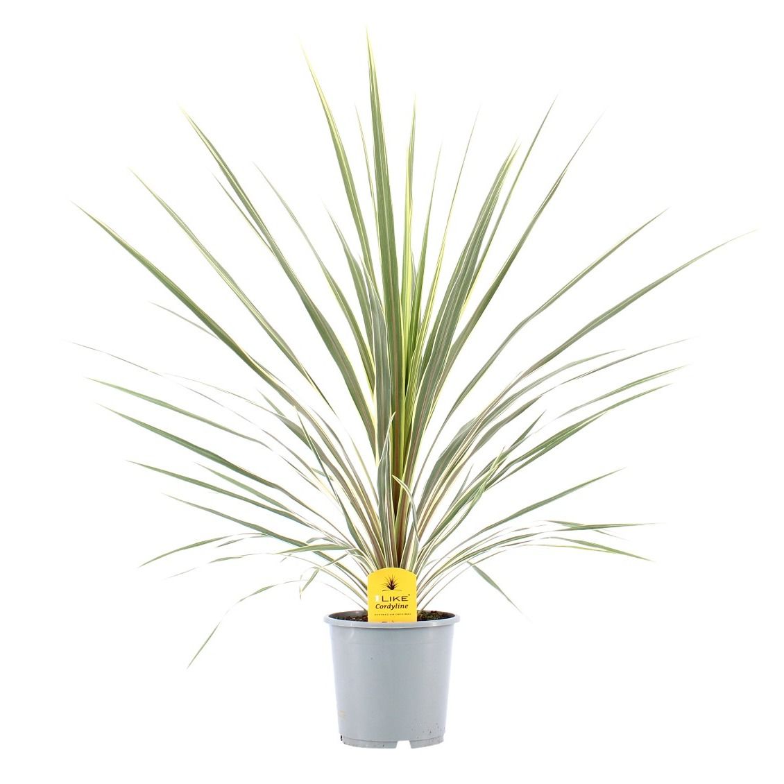 Cordyline Australis Variegata - 17cm, D 17