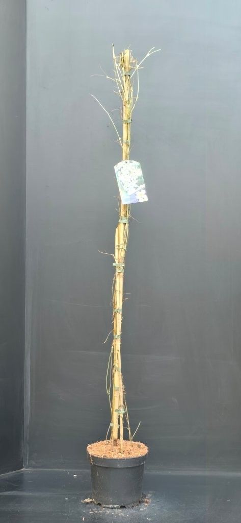 Clematis montana Grandiflora, D 23