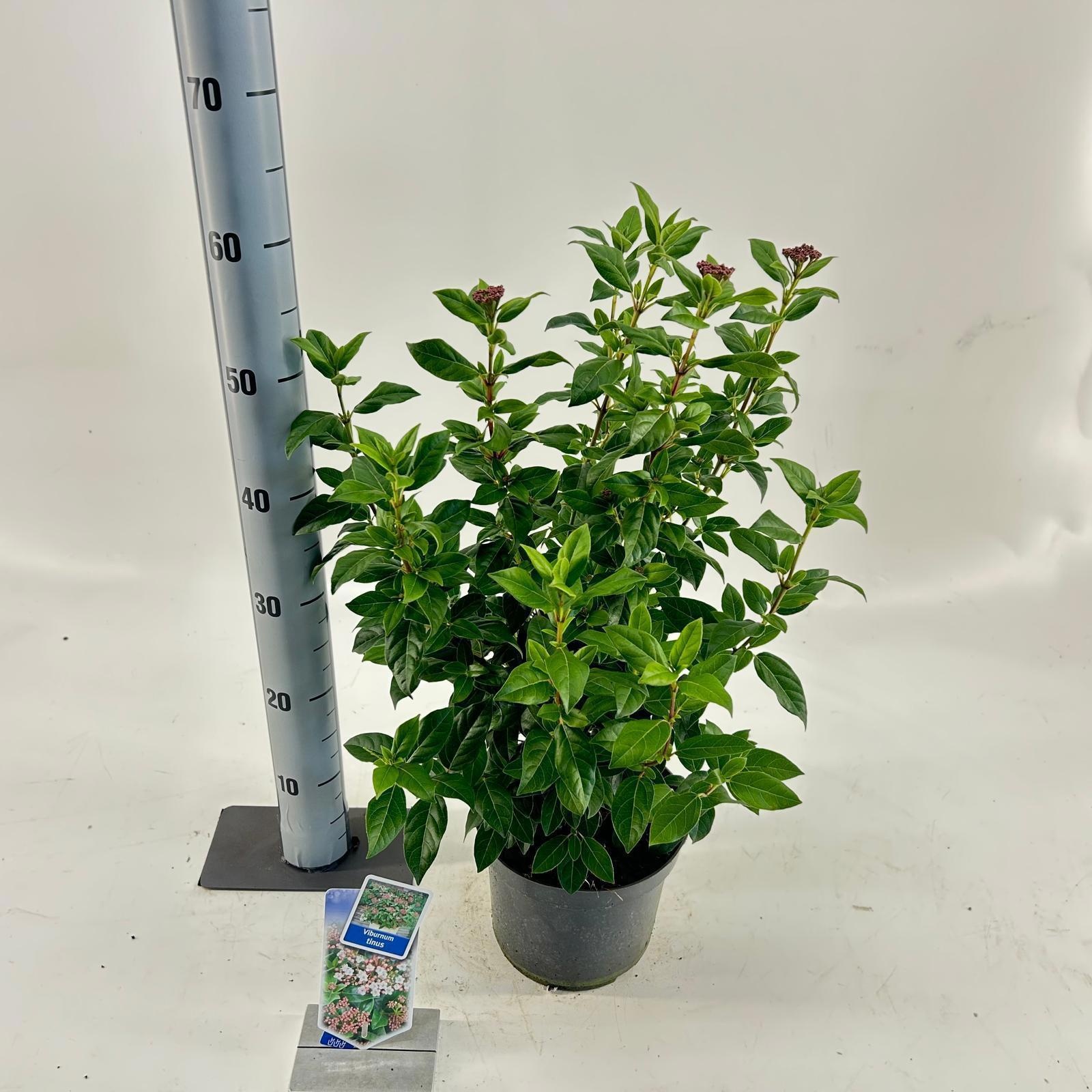 Viburnum tinus, D 19