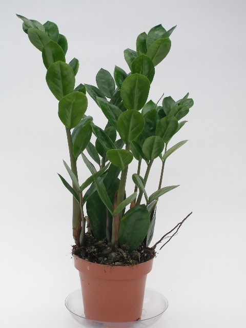ZAMIOCULCAS ZAMIIFOLIA, D 12