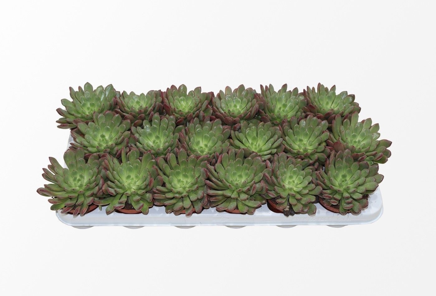 Graptoveria Bashfull, D 8,5