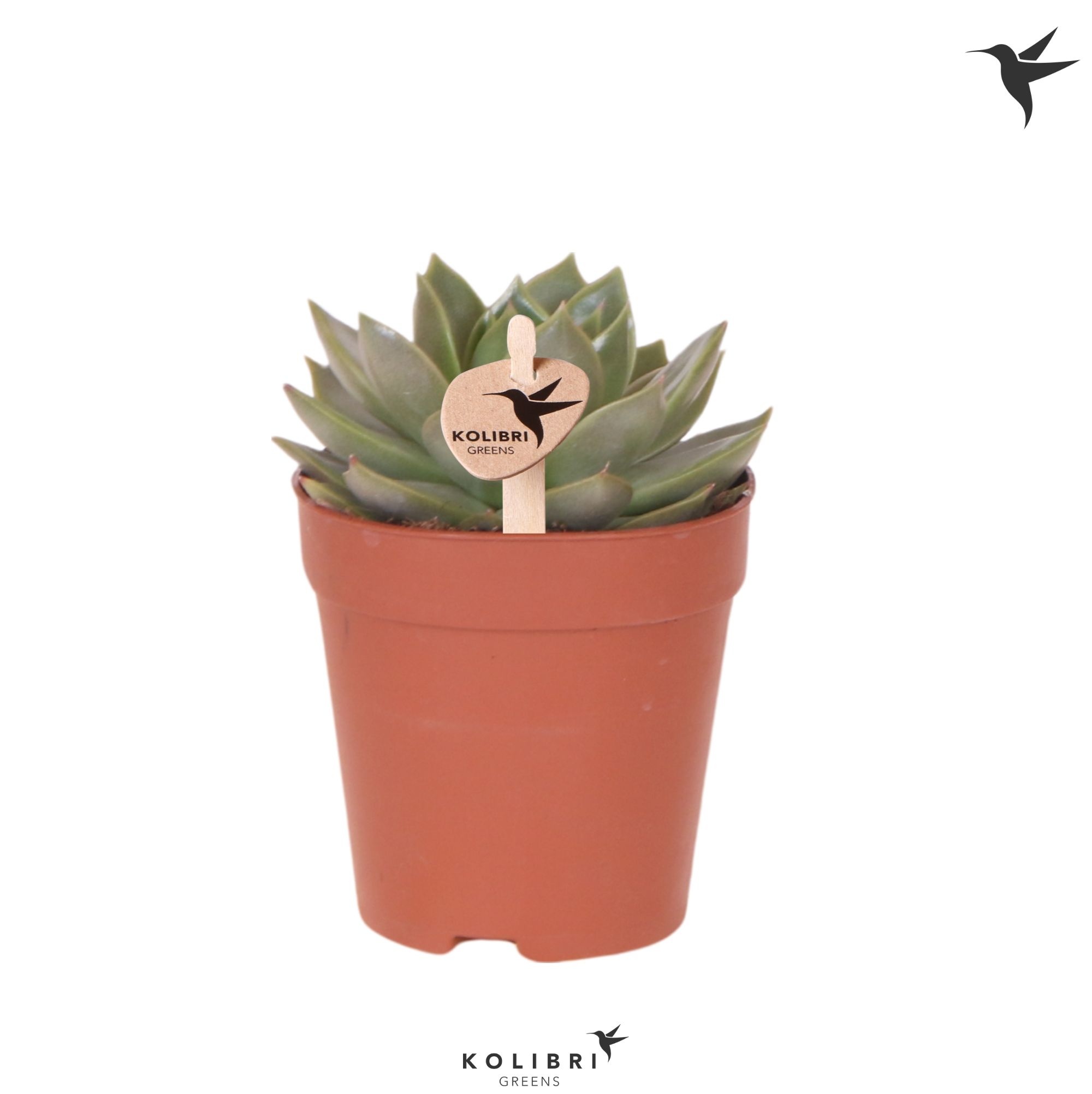 Kolibri Greens Succulenten Echeveria Algol, D 9