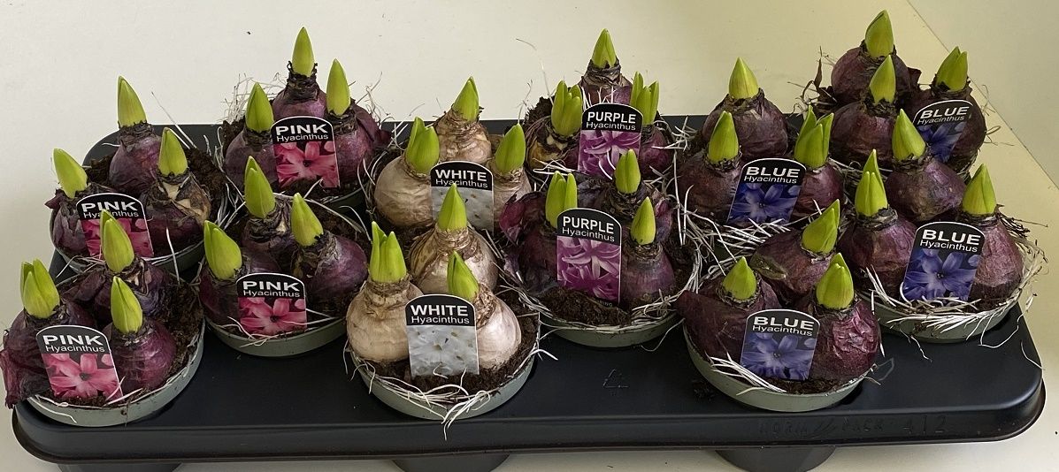 10,5 cm hyacint mix, D 10,5