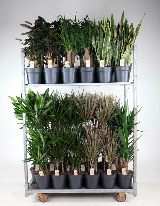 Mix Winter Promo 03, D 21